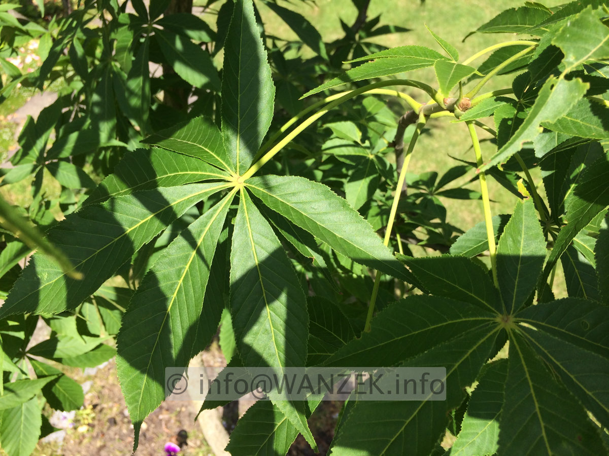 Aesculus flava 2.JPG